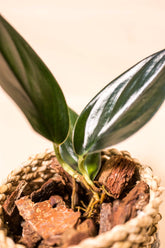 Scindapsus treubii "dark form"